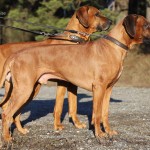 Kadamo Rob Roy "Dexter" & Kadamo Nothing But Gold "Argos"