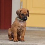 Kadamo Nissan litter 5,5 week