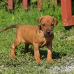 Kadamo Nissan litter 5,5 week