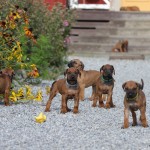 Kadamo Nissan litter 5,5 week