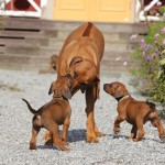 Kadamo Nissan litter 5,5 week