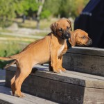 Kadamo Nissan litter 5,5 week