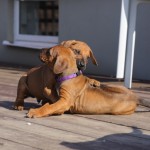 Kadamo Nissan litter 5,5 week