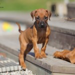 Kadamo Nissan litter 5,5 week