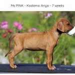 Kadamo Ariya "Leia"