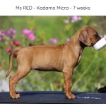 Kadamo Micra "Tabisha"