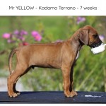 Kadamo Terrano "Enzo"